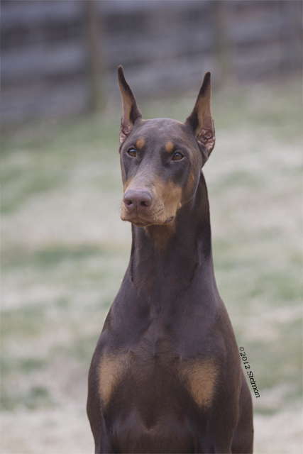 zini-head