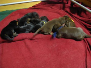 Luna-day3-2