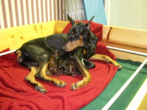 Luna-whelping-day-2