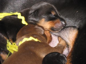yellow-collar-day-9-1