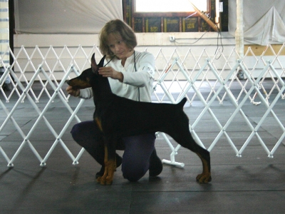 Intl/U-Ch Marienburg's She's a Lady CGC "Seela" at a puppy match. AKC major pointed. June 2006
