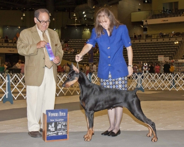 GCH. Golgrove On Fire Baby CA "Razzle" finishing under Ron Spritzer. Razzle finished quickly - she won every weekend - while living with us for a short while. Sept 2013