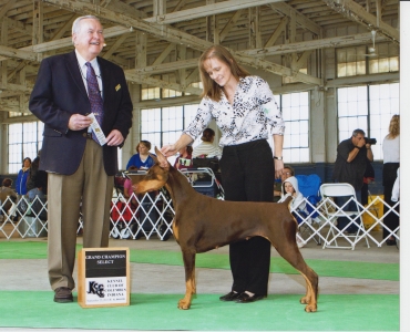 AKC GCH/UKC CH Rauschund's Stacked & Packed CGC, TDI "Sookie" earning points toward