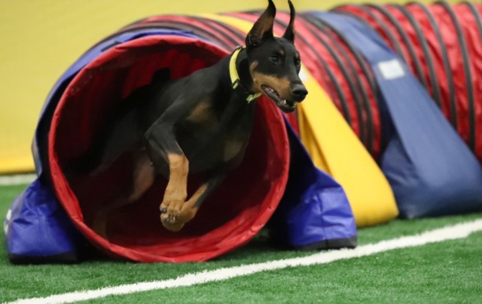 Ch. Mirabel Scandalous Love