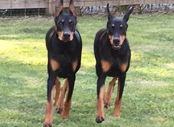 Mirabel Dobermans two females trotting in grass