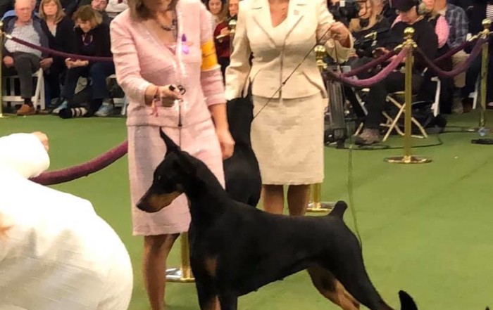 Diana at Westminster