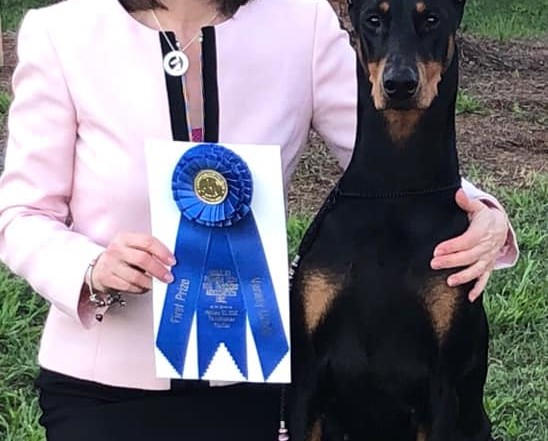 Black Doberman win at dog show