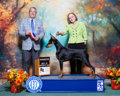 Black female Mirabel Doberman on show podium