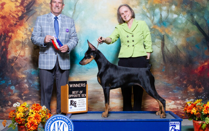 Black female Mirabel Doberman on show podium