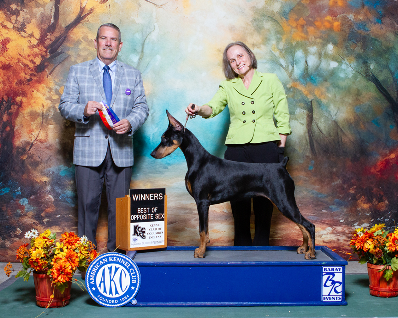 Black female Mirabel Doberman on show podium
