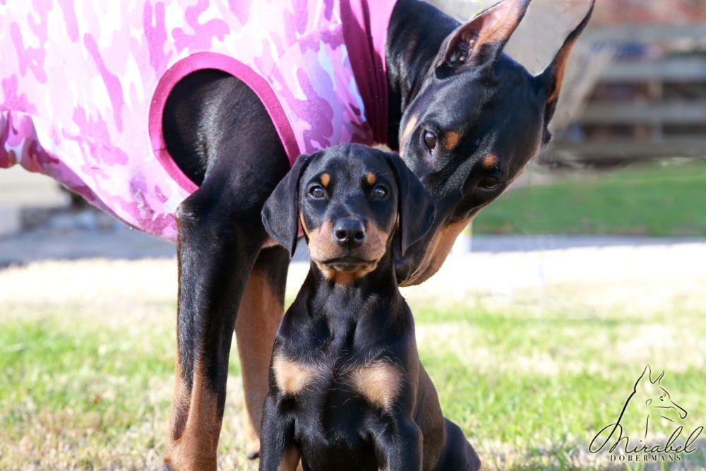 Diana and Jazmine Mirabel Dobermans puppy and mom