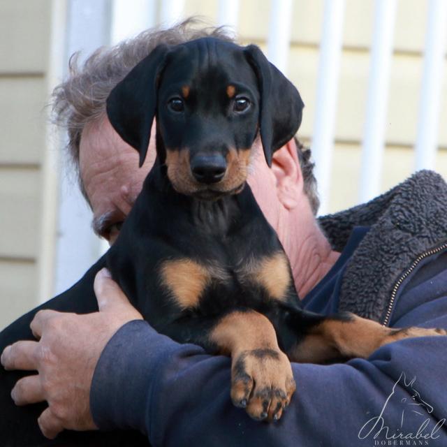Mirabel Dobermans black male puppy Mirabel Dobermans black male puppy