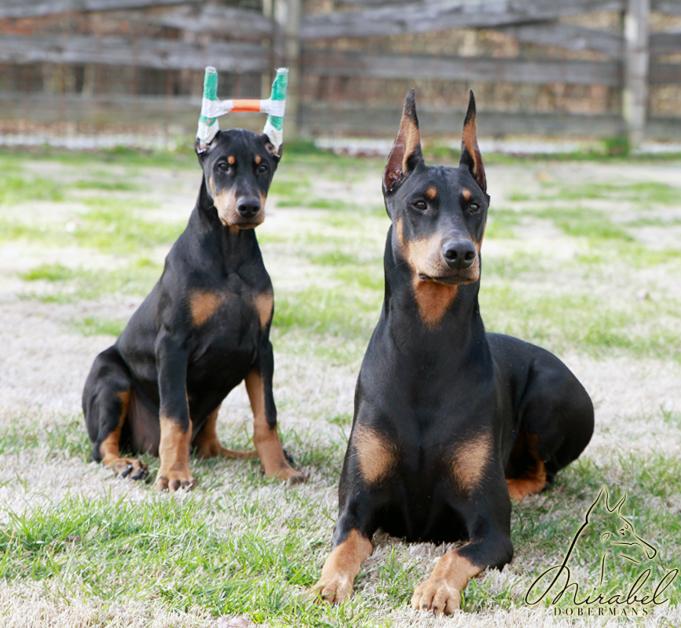 Demi and Diana Mirabel Dobermans Demi and Diana Mirabel Dobermans