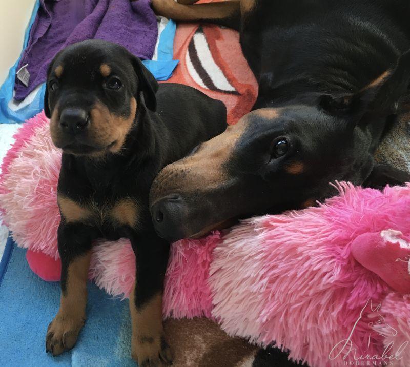 Mirabel Dobermans puppy Mirabel Dobermans puppy